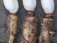 cichory root